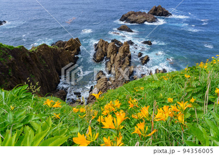 佐渡 大野亀のトビシマカンゾウ 初夏の新潟離島観光) 佐渡 大野亀のトビシマカンゾウ 初夏の新潟離島観光) 94356005