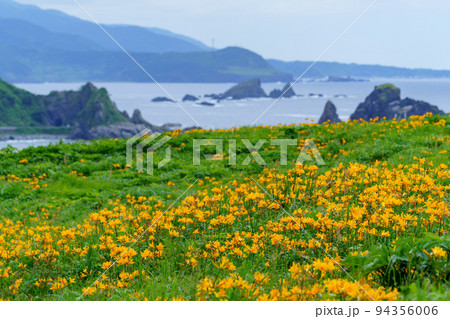 佐渡　大野亀のトビシマカンゾウ　初夏の新潟離島観光） 94356006