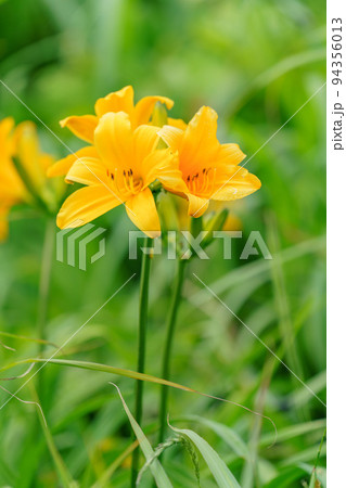 佐渡　大野亀のトビシマカンゾウ　初夏の新潟離島観光） 94356013