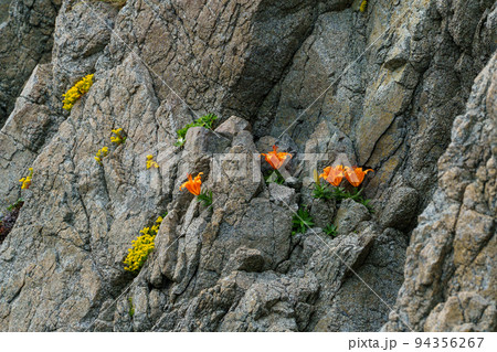 佐渡 イワユリ 佐渡 イワユリ 94356267