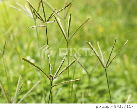 野原に生えてるオヒシバ 野原に生えてるオヒシバ 94357117