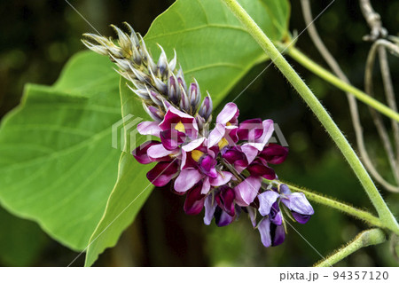 クズの花 94357120
