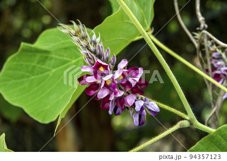 クズの花 94357123