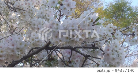 満開の桜 満開の桜 94357140