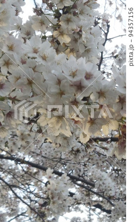満開の桜 94357156