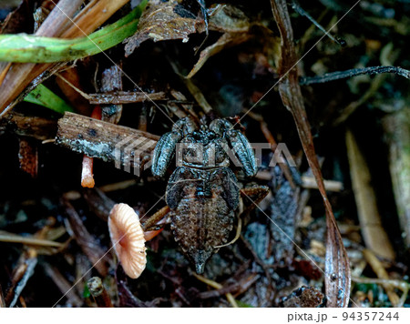 絶滅危惧種タイコウチ科ヒメタイコウチ 94357244