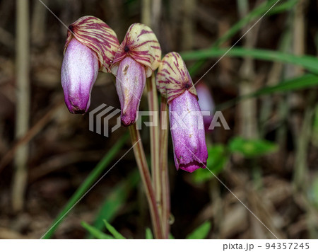 寄生植物ハマウツボ科ナンバンギセルの花 94357245