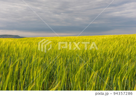 Green wheat field in countryside, close up. Field of wheat blowing in the wind at sunny spring day. Young and green Spikelets. Ears of barley crop in nature. Agronomy, industry and food production. Green wheat field in countryside, close up. Field of wheat blowing in the wind at sunny spring day. Young and green Spikelets. Ears of barley crop in nature. Agronomy, industry and food production. 94357286