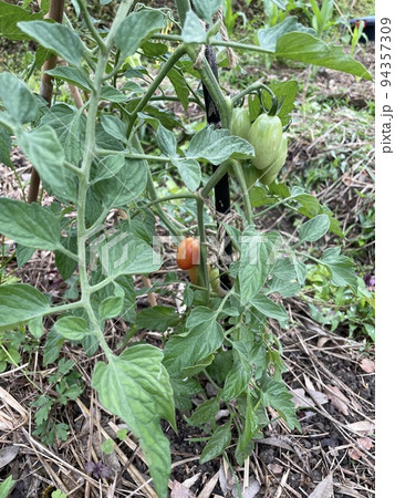 トマト 誘因 トマト 誘因 94357309