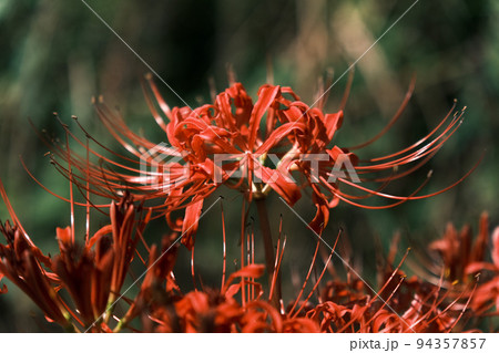 曼珠沙華 94357857