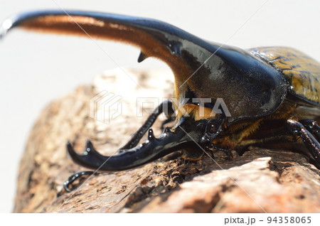 ヘラクレスオオカブトのヘラクレスヘラクレス樹木の上で 白背景 ヘラクレスオオカブトのヘラクレスヘラクレス樹木の上で 白背景 94358065