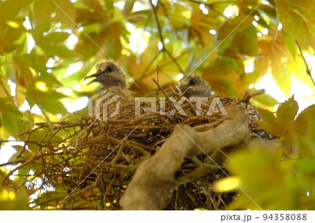 雉鳩のヒナ2羽孵る　【相模原市津久井　7月】 94358088