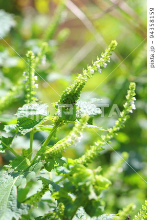 青紫蘇(アオジソ)の葉と白い花 青紫蘇(アオジソ)の葉と白い花 94358159