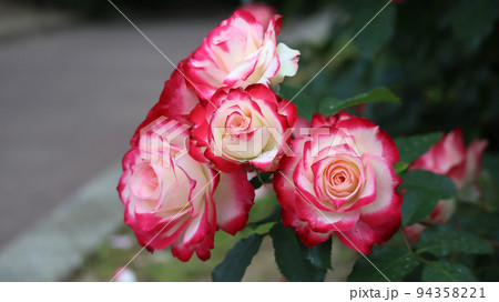 薔薇 薔薇 94358221