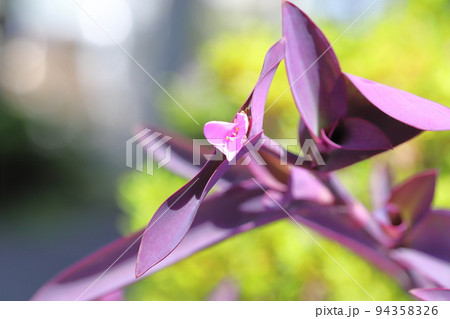 ピンク色の紫御殿(ムラサキゴテン)の花 ピンク色の紫御殿(ムラサキゴテン)の花 94358326