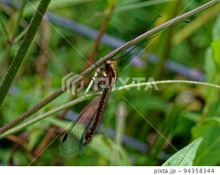 アミメカゲロウの仲間 アミメカゲロウの仲間 94358344