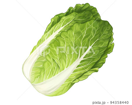 白菜一玉のリアルなテイストの手描きイラスト 新鮮　瑞々しい　美味しそう 94358440