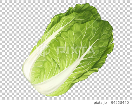 手繪插畫,真實呈現大白菜的味道,新鮮、多汁、美味。 手繪插畫,真實呈現大白菜的味道,新鮮、多汁、美味。 94358440