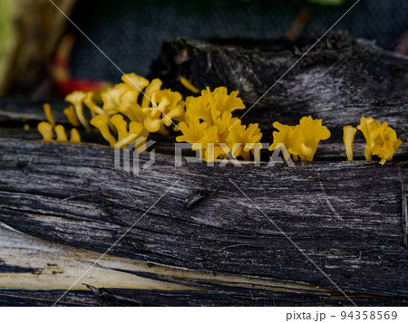 きのこワールド　ツノマタタケ 94358569