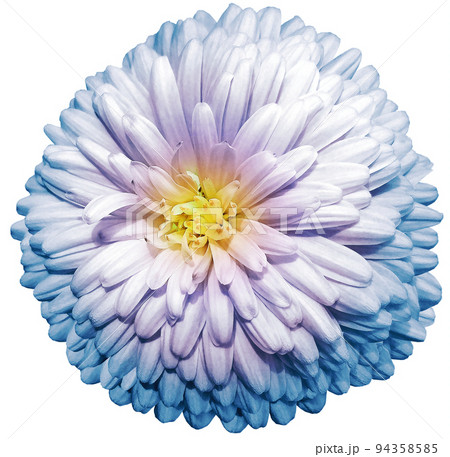Pink chrysanthemum. Flower on white isolated background with clipping path. For design. Closeup. Nature. Pink chrysanthemum. Flower on white isolated background with clipping path. For design. Closeup. Nature. 94358585