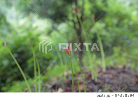 花芽が出始めたヒガンバナ 94358594