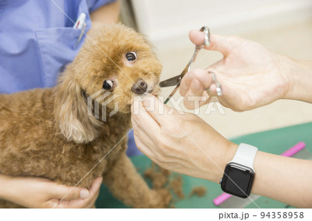 動物病院で犬のトリミングをする女性手元 94358958