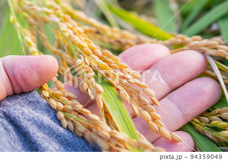 収穫時の稲穂 収穫時の稲穂 94359049