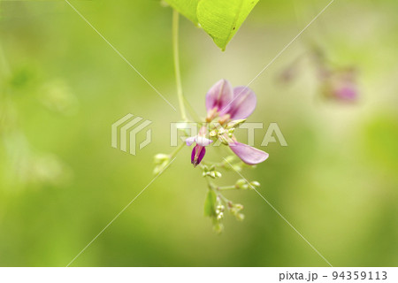万葉にも出てくるハギ(萩)の花が風に揺れて風流 94359113