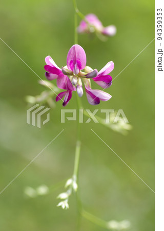 万葉にも出てくるハギ(萩)の花が風に揺れて風流 94359353