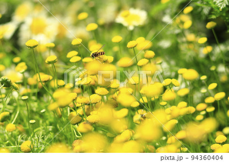 よもぎぎくの花にとまるハナアブ 94360404