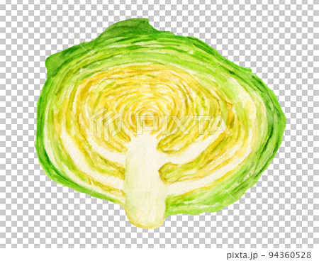 手描き水彩の高原キャベツの断面イラスト 手描き水彩の高原キャベツの断面イラスト 94360528