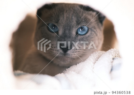 キャットタワーから覗く猫の顔 キャットタワーから覗く猫の顔 94360538