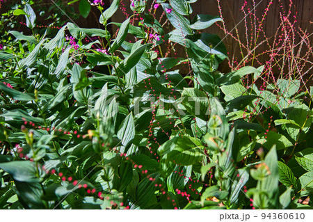 高照山瑞源寺ー萩寺 高照山瑞源寺ー萩寺 94360610