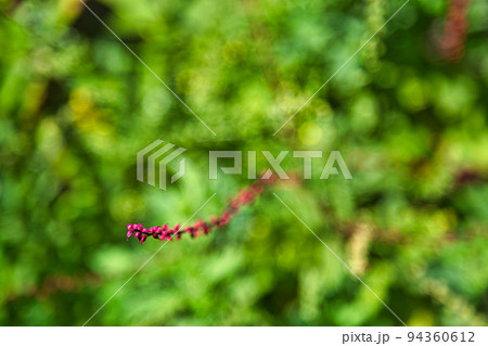 高照山瑞源寺ー萩寺 94360612