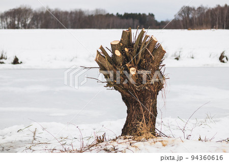 willow tree, trimmed tree in winter, in the snow 94360616