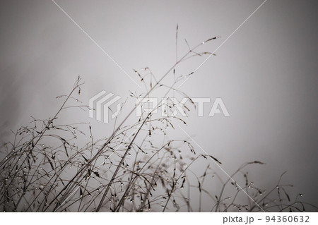 dewy grass in the fog, misty day dewy grass in the fog, misty day 94360632