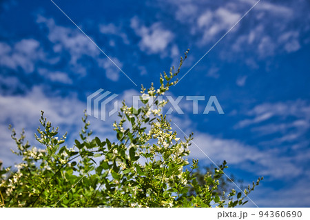 高照山瑞源寺ー萩寺 94360690