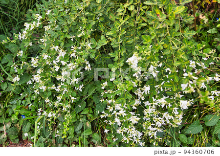 高照山瑞源寺ー萩寺 高照山瑞源寺ー萩寺 94360706