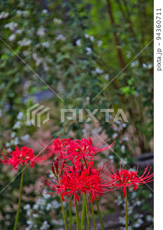 高照山瑞源寺ー萩寺 高照山瑞源寺ー萩寺 94360711