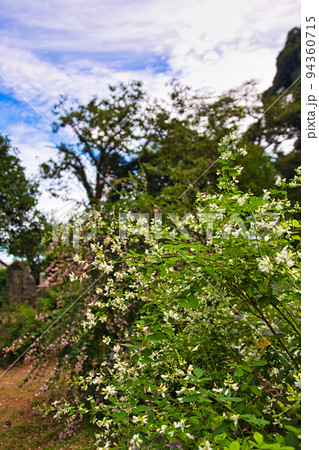 高照山瑞源寺ー萩寺 高照山瑞源寺ー萩寺 94360715