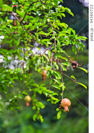高照山瑞源寺ー萩寺 高照山瑞源寺ー萩寺 94360722