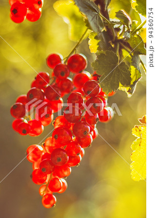 red currant growing on bush, blurred background red currant growing on bush, blurred background 94360754