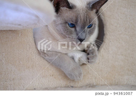 キャットタワーから覗く猫 94361007