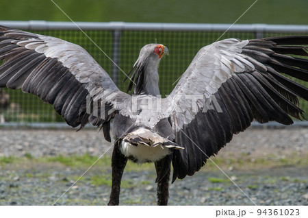 ヘビクイワシのショー 94361023