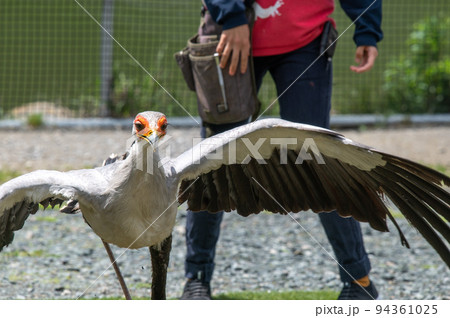 ヘビクイワシのショー 94361025