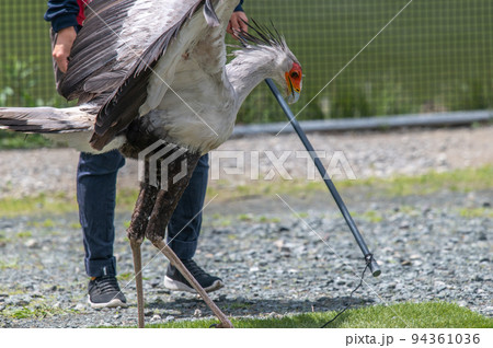 ヘビクイワシのショー ヘビクイワシのショー 94361036