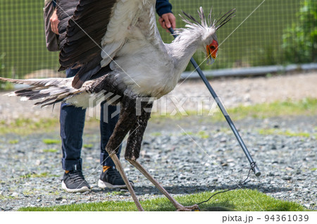 ヘビクイワシのショー 94361039