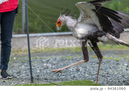 ヘビクイワシのショー 94361060