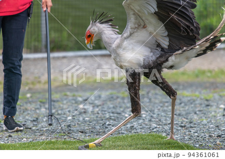 ヘビクイワシのショー 94361061