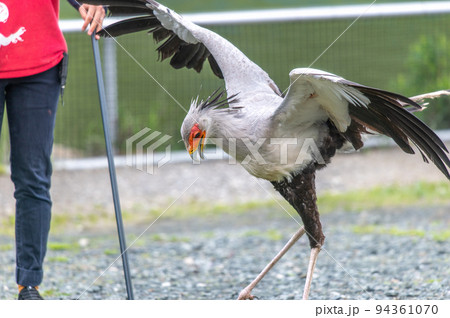 ヘビクイワシのショー 94361070